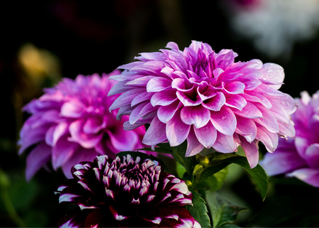 Somatic therapy for emotional healing